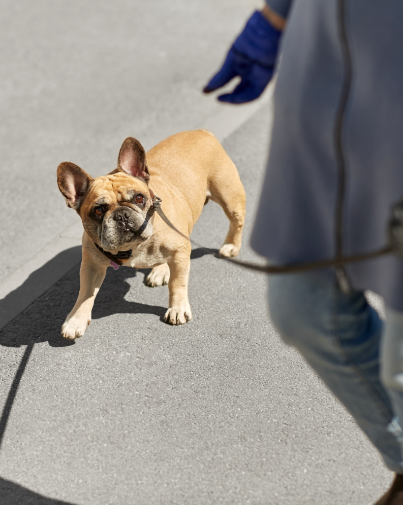 frenchie